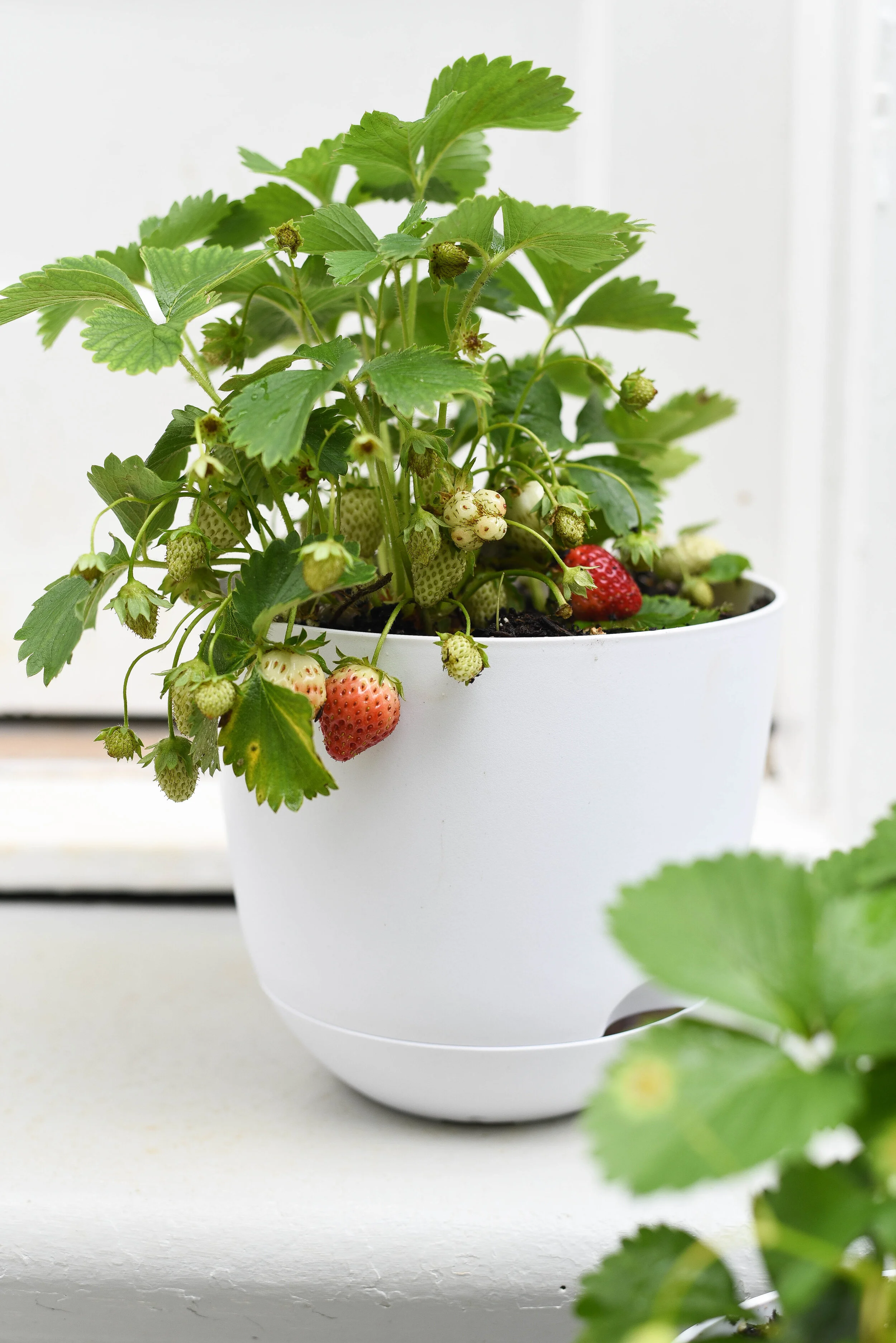 Growing strawberries 2024